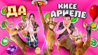 24 ЧАСА ГОВОРЮ ДА КОШКЕ АРИЕЛЕ! ДЕНЬ РОЖДЕНИЯ КИСЫ-ПСИХА