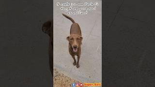 Warm Welcome | Street Dog | Pure Soul |