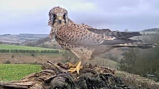 Owls & Kestrels Struggle to Fly in Storm | Wildlife v Weather | Robert E Fuller