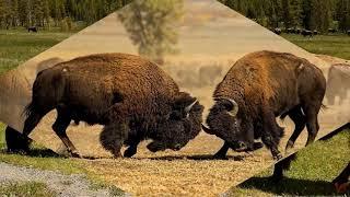 Американский бизон (лат.  Bison bison)