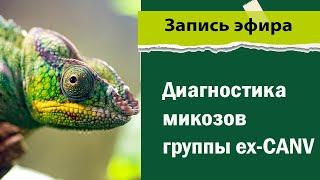 Диагностика микозов группы ex CANV -  Ветеринарный центр - Лекция