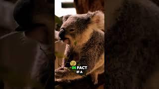 Did You Know Koalas Have Human Fingerprints 