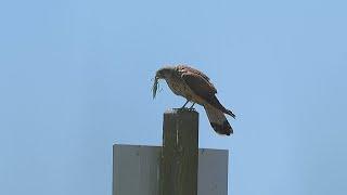 Kestrel chasing great green bush-cricket / Turmfalke jagt Grünes Heupferd