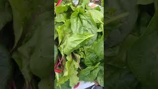 Backyard Garden Harvest |  Making Smoothies Time ! #healthy #gardening #greentgarden