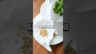 Homemade Seed Germination Experiment