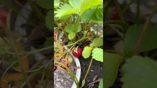 #strawberries ready to go in smoothie/shake or in cereal bowl #gratitude #organicgardening