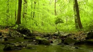 60 minutes of Woodland Ambiance | Trickling Stream & Birds Sounds