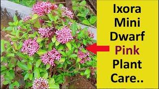 Ixora Mini Dwarf Pink Plant Care..