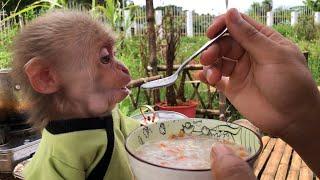 Dad cooks nutritious porridge for monkey Bon and the puppys