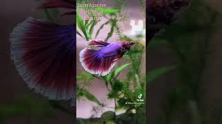 #luckyaquarium #myanmar