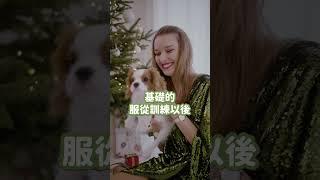 沒時間陪伴狗狗嗎？那我養第二隻來陪牠？#米拉寵物行為訓練