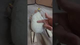 Please Rub my back all day@chinchilla Diaries