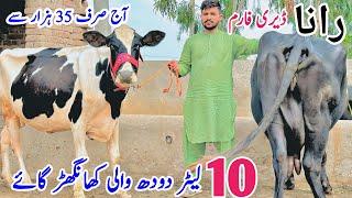 Rana Dairy Farm | Khangher Cows And Buffalo For Sale In Punjab | Top Class Cow | 8 October 2024