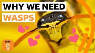 Why wasps are just as wonderful as bees | BBC Ideas