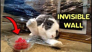 Rabbit reacts to Plastic Wrap | Invisible Wall Challenge