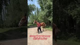 Лексус 1 жашка толду #horse #продажалошадей #лошади #арабскиелошади #лошадь