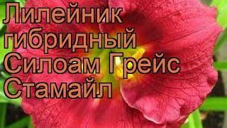 Лилейник гибридный Силоам Грейс Стамайл  обзор: как сажать, рассада лилейника Силоам Грейс Стамайл