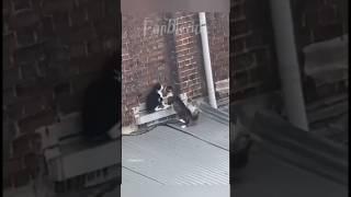 Funny fighting of crazy cats।#cat #ytviral #ytshorts #yttrending #funny #comedy #catlover #pets