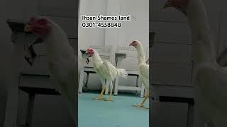 6 months white shamos for sale #03014558848 # From Ihsan Shamos land