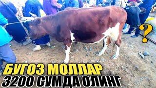 БУГОЗ МОЛЛАР НАРХИ ЖУМА БОЗОРИДА utkir uz