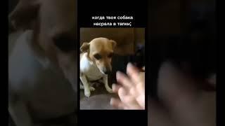 когда твоя собака насрала в тапки #собака #shorts #мем #memes