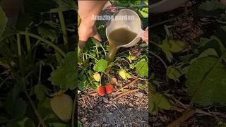 Pour this over strawberries and they will become as sweet as honey #strawberry #strawberries