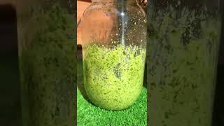 Если измельчить зелень чеснок масло и грецкие орехи то получится Ароматная заправка для салата 