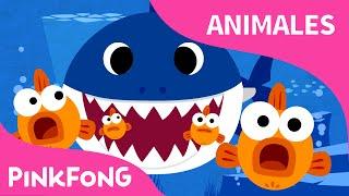 Tiburón Bebé | Animales | PINKFONG Canciones Infantiles @BabyShark_Spanish