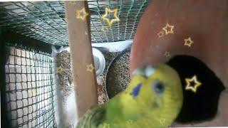 Love Bird Baby Sweet Moment 