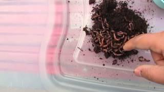 Red Wiggler Worm Bin