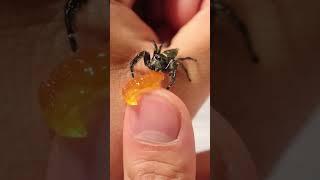 Have you ever seen a spider so this?!?!? #shorts #reels #nature #cute #pets