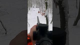 Frischling erlegt auf Drückjagd mit .338 Winchester Magnum #sauen #wildboar #hunting #Remington700