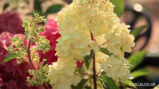 How to grow Hydrangeas | Crocus.co.uk