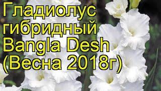 Гладиолус гибридный (Bangla Desh). Краткий обзор, описание характеристик, где купить луковицы