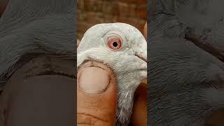 $ PIGEON $ adnan pigeon club