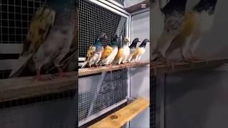 #pigeon #$###