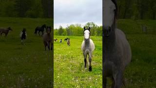 Calling My Herd Up!