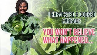 From Garden to Kitchen: Cabbage Harvest & Cook