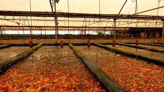 CRAZY! Millions of fish at these farms.