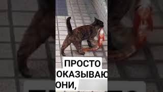 Мемы и лютые приколы #приколы #лютыеприколы #мемы2022 #юмор #озвучка