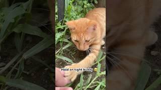 Always Hold on Tight Kitty Cat  #fyp #fypシ゚viral #shorts #youtubeshorts #cat #kitty #cutecat #cats