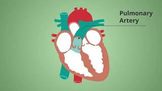 SECAmb - Blood flow through the Heart