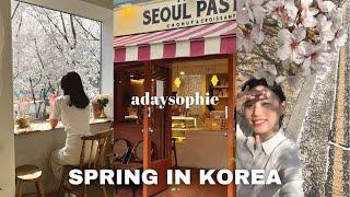 Cafe hopping in seoul  cherry blossoms spots, kyunghee university | spring korea vlog