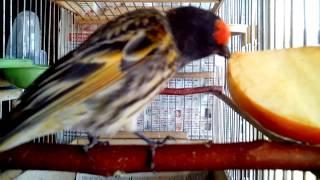 Красношапочный вьюрок хоровое пение Serinus pusillus goldfinch