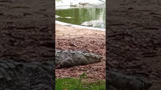 Very Huge Crocodiles All Over