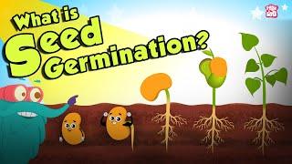 What Is Seed Germination? | SEED GERMINATION | Plant Germination | Dr Binocs Show | Peekaboo Kidz