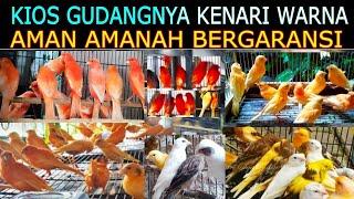 KIOS GUDANGNYA KENARI WARNA AMAN BERGARANSI DI PASAR BURUNG PRAMUKA HARI INI