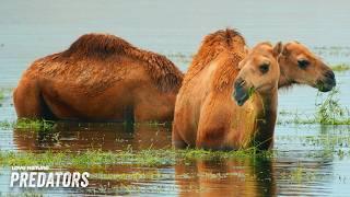 The World's Most Diverse Oasis | Arabian Inferno 101+102+105