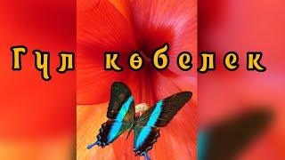 Гүл көбелек балалар әні