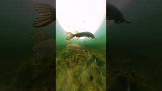 Two pike for one dead bait ! 360° underwater camera #pike #fishing #underwaterworld